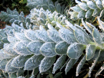 Cactus frosted №42241