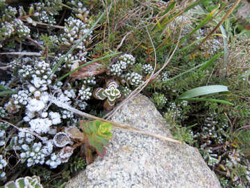 Blumen mit Frost bedeckt №42257