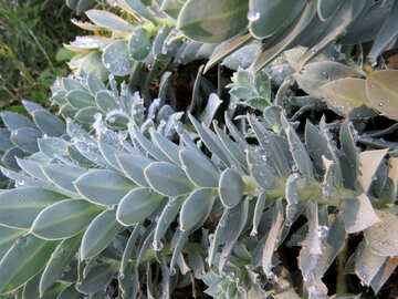 Frozen cactus №42244