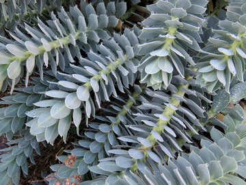 Plant cactus №42245