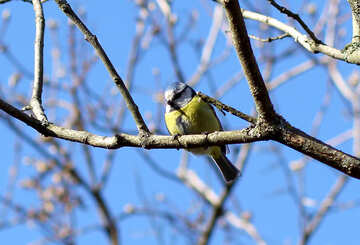 Mésange bleue vert №42627