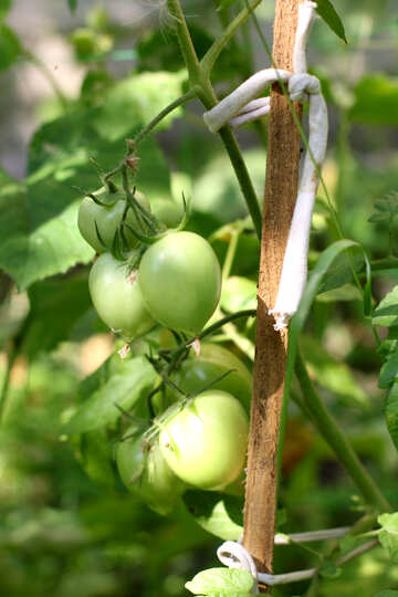 Les tomates dans le jardin №42476