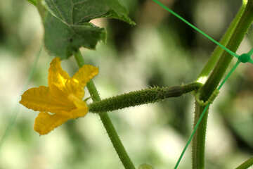 Ovary of cucumber №42482