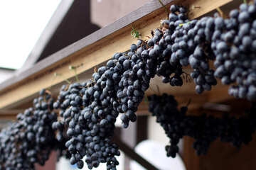 Para uvas para vinho №42331