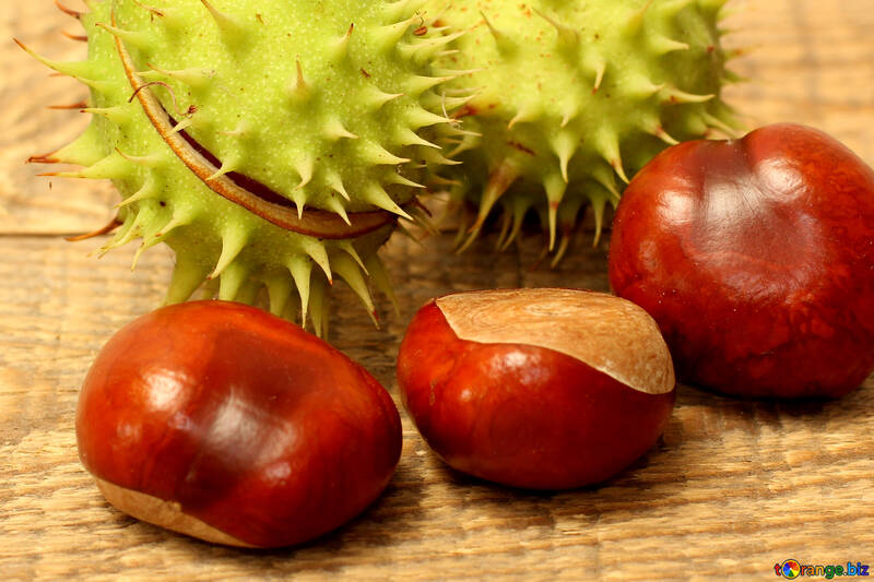 Chestnut fruit №42484