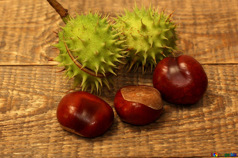 Autumn fruits Chestnut №42485