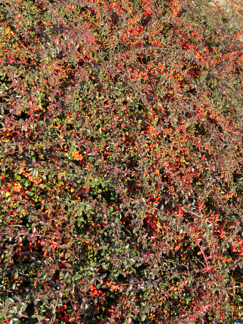 Thickets of barberry №42260