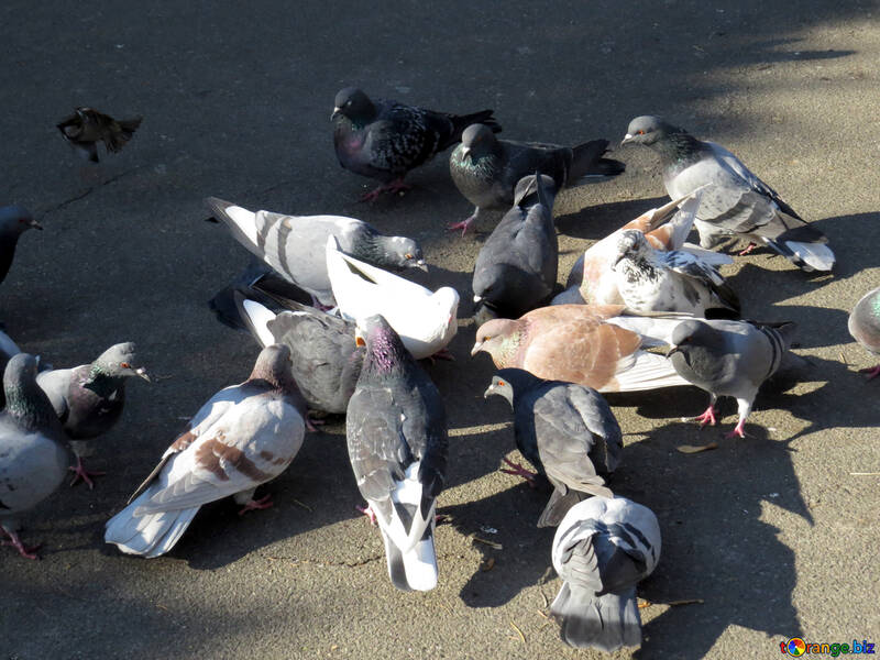 Urban pigeons №42206