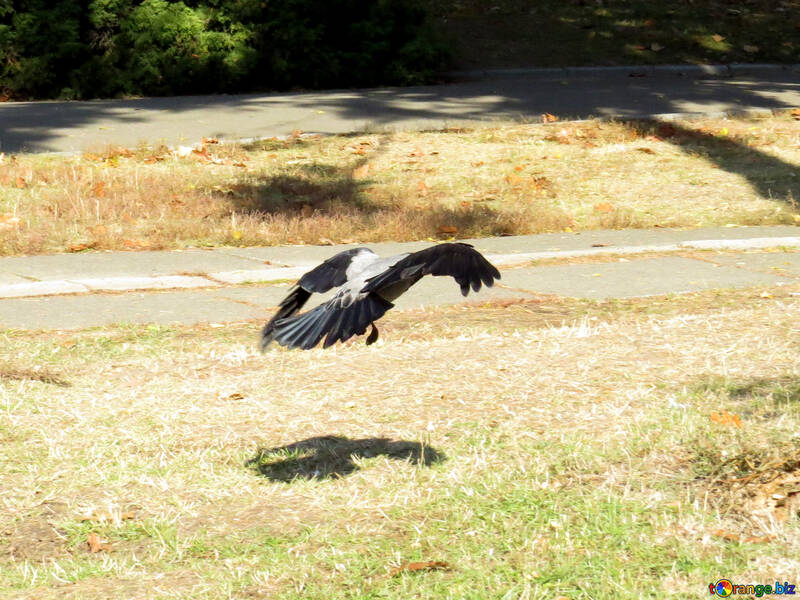 Corbeau vole au-dessus du sol №42204