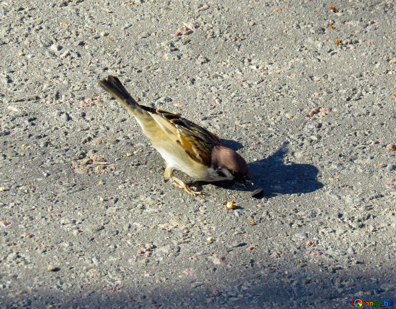 Sparrow on pavement №42652
