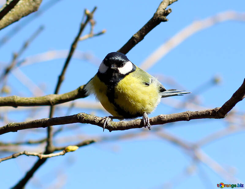 Titmouse on a branch №42567