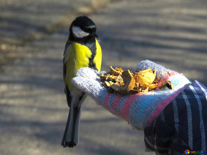 Titmouse eating with hands №42639