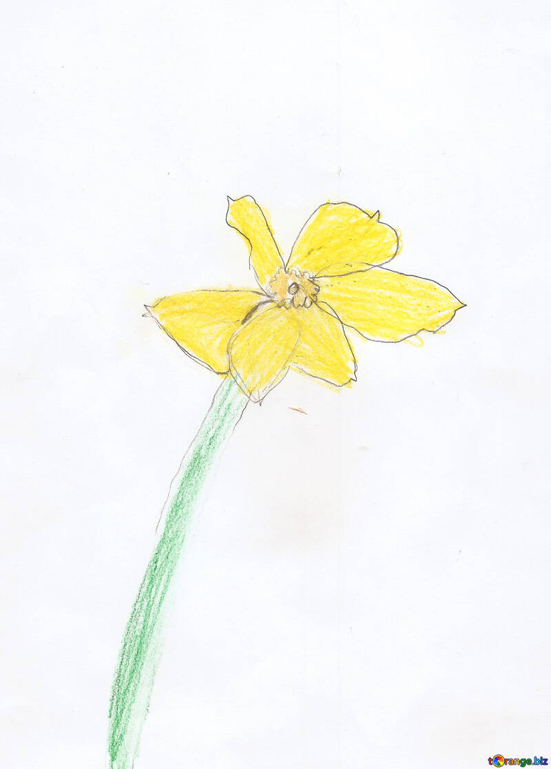 Children`s drawing a flower daffodil №42752