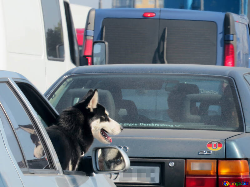 Dog in car window №42495