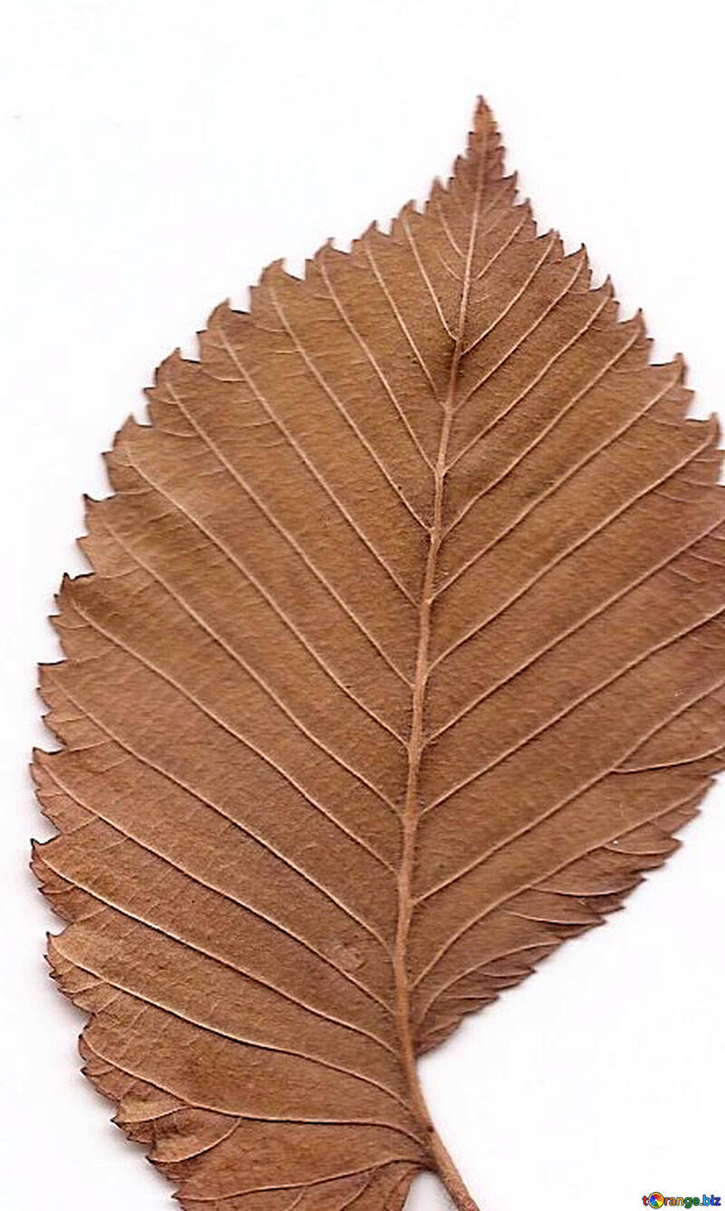 Folha de árvore textura seca №42674