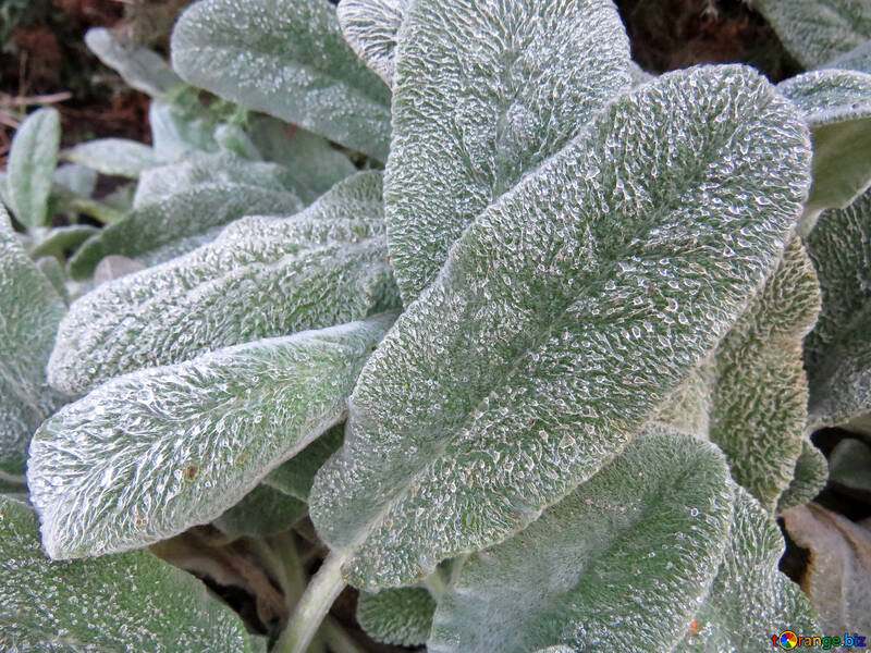 Hoarfrost on leaves of flowers №42251