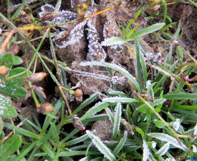 Frost on leaves №42237