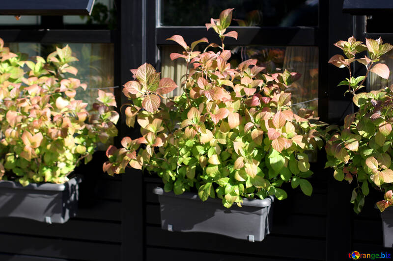 Decorative plants on the windows №42176