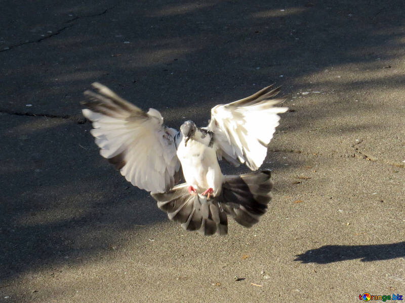 Pigeon flies №42208