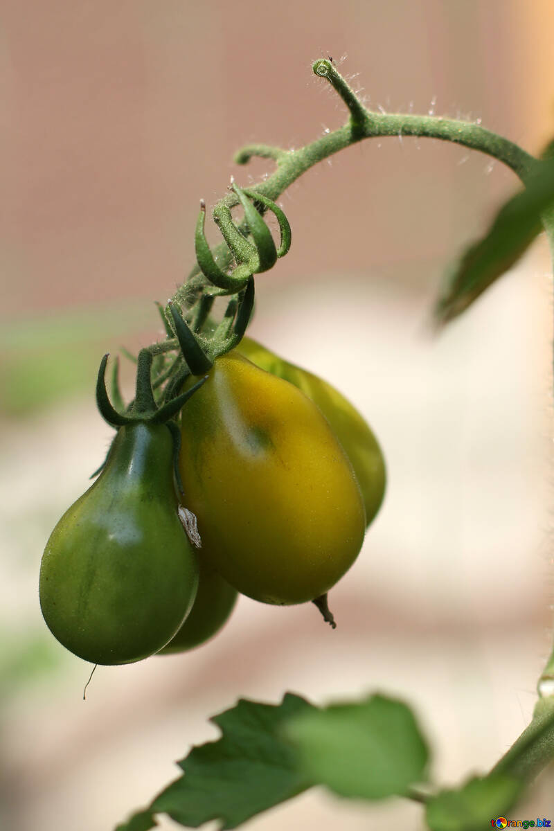 Green tomatoes on the bush №42478