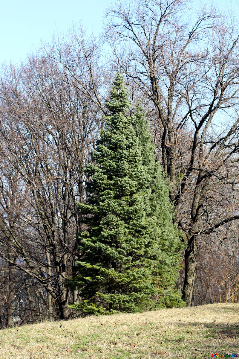 Large coniferous tree №42530