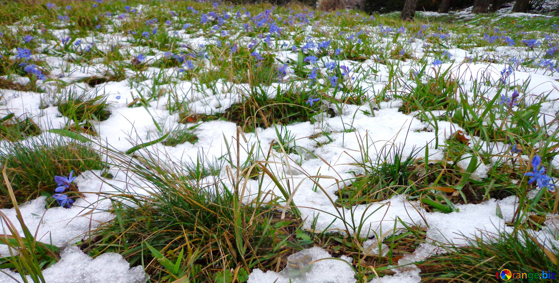 На лесных полянках появляются проталины. Цветы из под снега. Травинка под снегом. Подснежники в снегу.