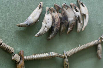 Colliers de dents №43819