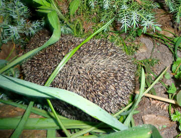 Hedgehog in the grass №43015