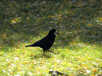 Black Crow №43196