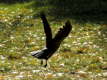 Crow №43183