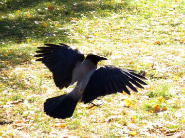 Crow №43205