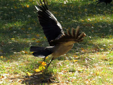 Crow Fliegen №43212