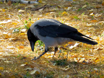 Grey crow №43197
