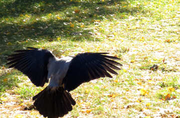 Wings ravens №43204