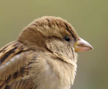 Portrait of a sparrow №43230