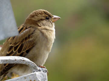 Bird sparrow №43223