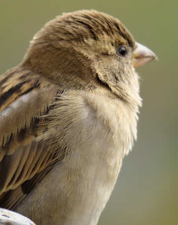 Bird sparrow №43225