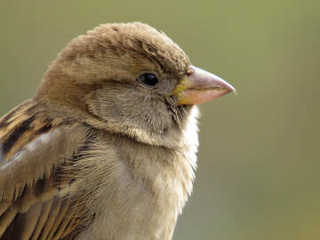 Bird sparrow №43228