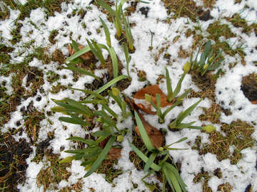 Нарциси під снігом №43089