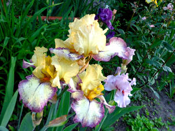 Bunte Blumen Iris №43010