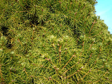 Small pine plants of branches №43036