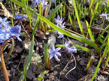 Blumen Blausterne №43049
