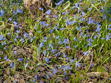 Blumen Blausterne №43051