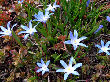 Blume Blausterne №43039