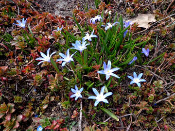 Blume Blausterne №43040