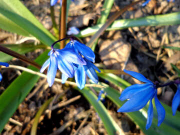 Blume Blausterne №43041