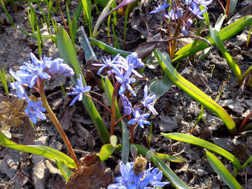 Blume Blausterne №43046