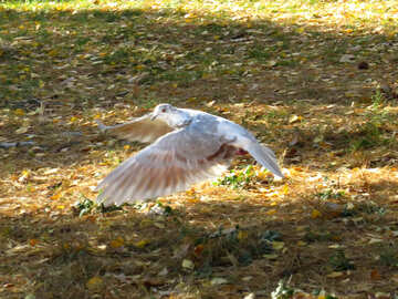 Dove flies №43188