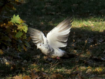 Flying dove №43186