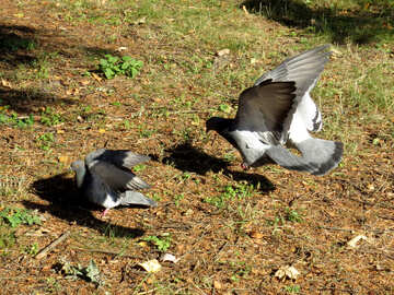 Pigeon vole au sol №43172